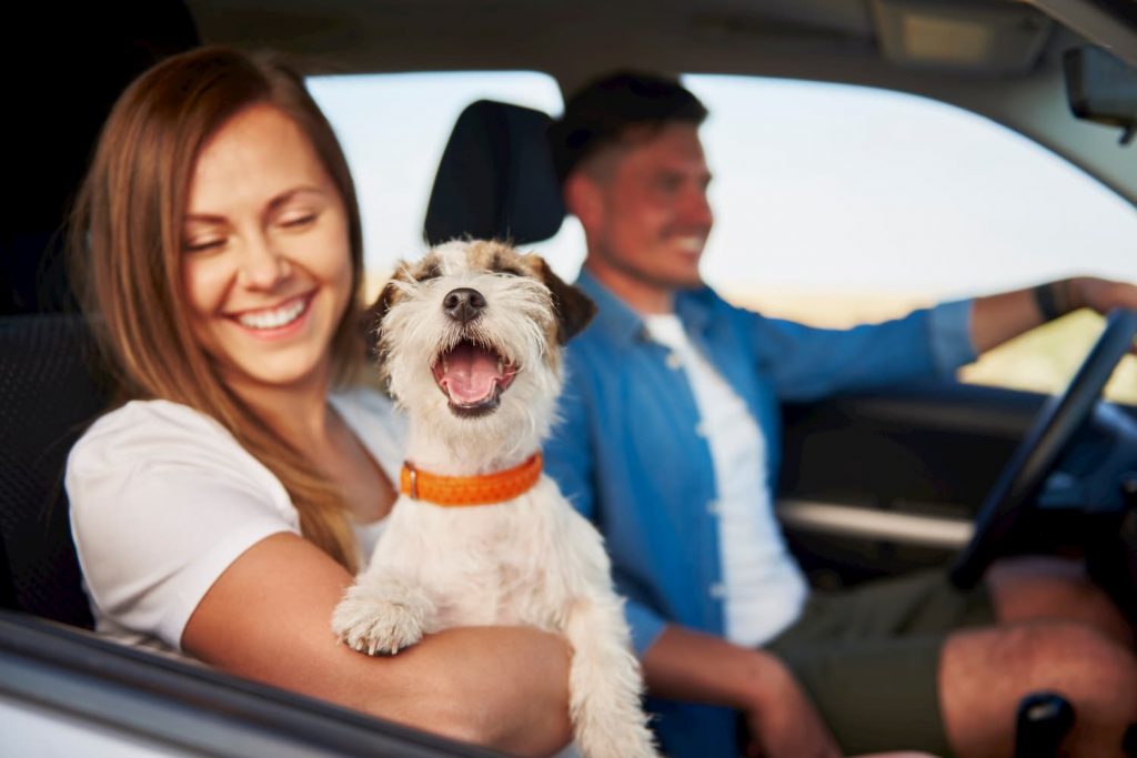 Viajar con tu perro en furgoneta 1 1024x683 - Claves imprescindibles para viajar con tu perro en furgoneta