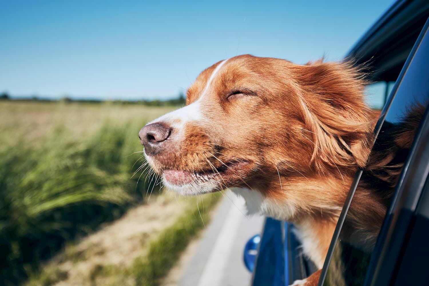 viajar en furgoneta con tu perro